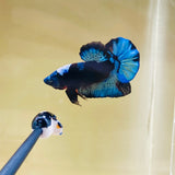 Rare! Tancho BlackStar (Male)