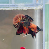 Blackhead Copper Candy (Male)