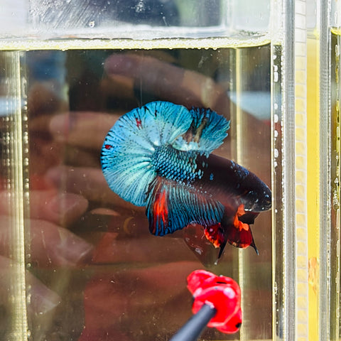 BIG-Tail Metallic Black Candy (Male)