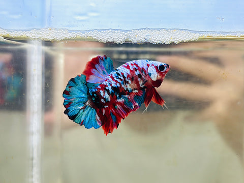 Shortfin Rosetail Galaxy Candy Koi (Male)