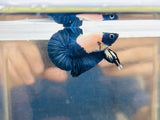 Rare! “Blue Panda” Headgear Marble (Male)
