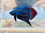 Royal Blue Mahachai Giant (Male)