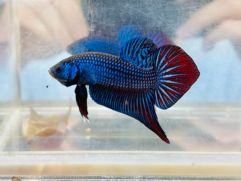 Royal Blue Mahachai Giant (Male)