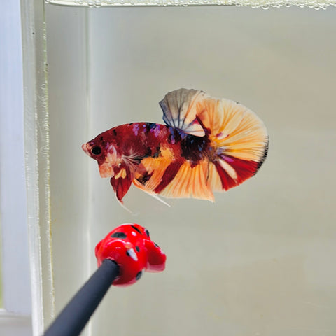 Candy Koi Junior (Male)