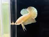 Super Gold Junior (Male)