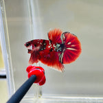 Ironman | Galaxy Copper Koi (Male)