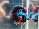 Candy Fancy Doubletail Halfmoon DTHM (Male)d