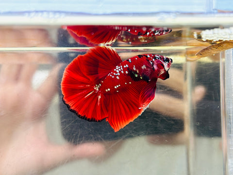 Galaxy Red Koi (Male)