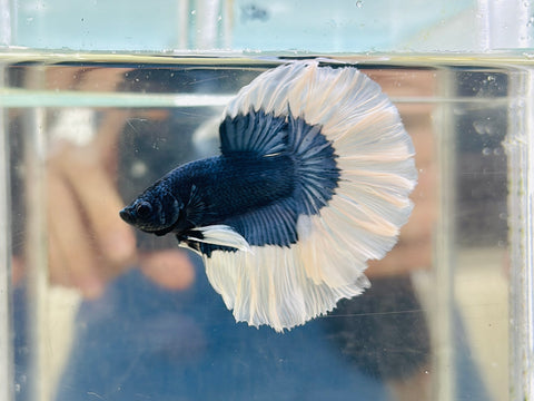 Steel Blue Halfmoon (Male)