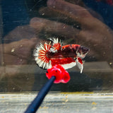 Snowflake Copper Vampire (Male)