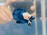 Rare! “Blue Panda” Headgear Marble (Male)