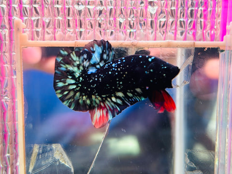 Micro-Star Avatar (Male)
