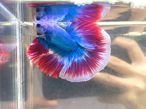 Mascot Halfmoon (Male)