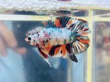 Platinum Copper Candy DTPK (Male)