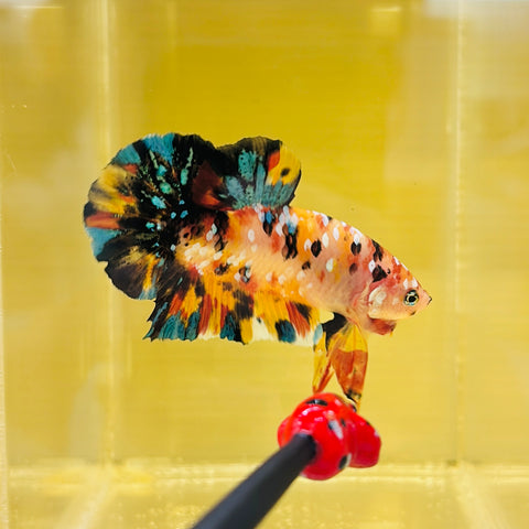 Multicolour Galaxy Candy Koi Giant Junior (Male)