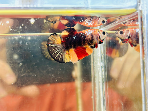 Candy Koi (Female)