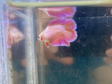Pink Doubletail (Female)