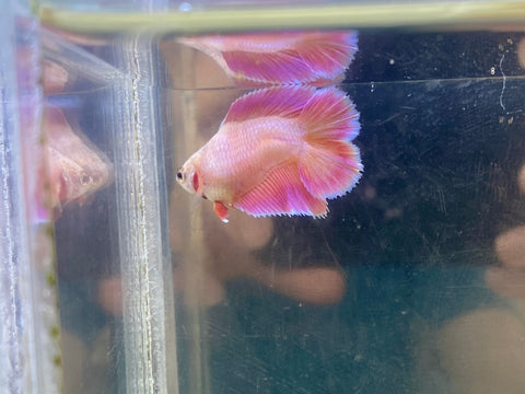 Pink Doubletail (Female)
