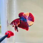 Purple Candy Koi (Male)