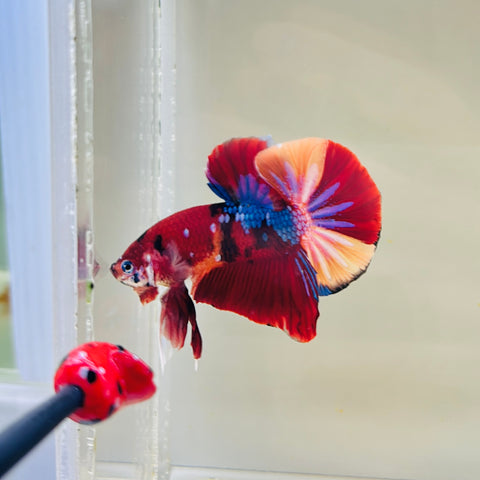 Purple Candy Koi (Male)