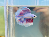 Lavender-Pink Doubletail Halfmoon DTHM Junior (Male)
