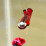 Rare! Headgear Vampire (Male)