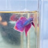 Rare! Lavender Spadetail Splenden Junior (Male)