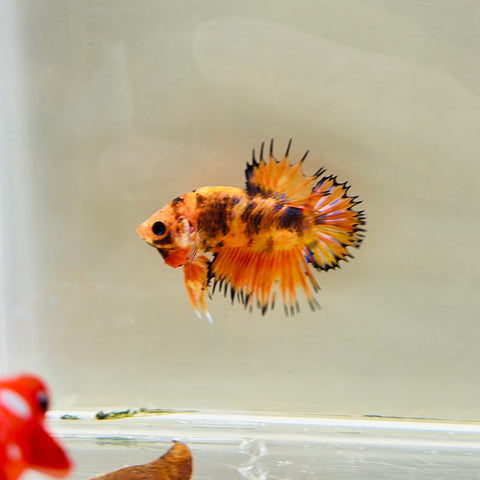 Orange Tiger Crowntail Plakat CTPK (Male)