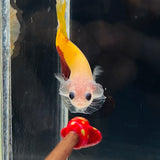 “Ronald McDonald” (Male)