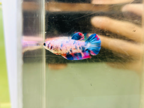 Candy Fancy (Female)