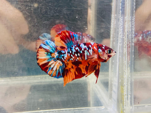 Galaxy Candy (Male)