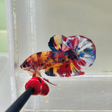 Yellow Candy Multicolour Giant Junior (Male)
