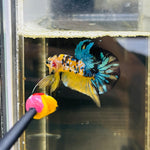 Galaxy Yellow Copper Koi (Male)