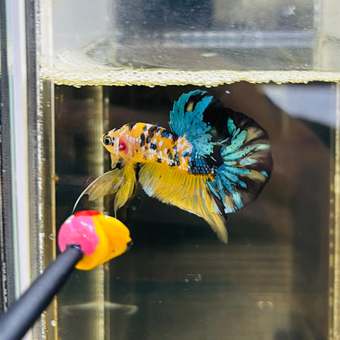 Galaxy Yellow Copper Koi (Male)