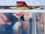 Metallic Copper Koi Junior (Male)