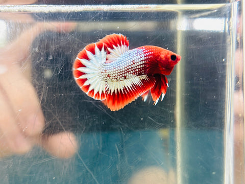 Red FCCP StarTail Junior (Male)