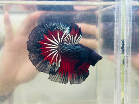 Vampire Halfmoon (Male)