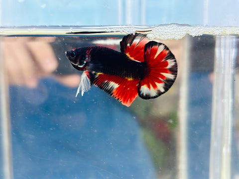 Black Candy Vampire Junior (Male)