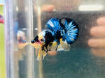 Yellow Blue Koi (Male)