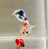 Snowflake Candy Koi (Male)