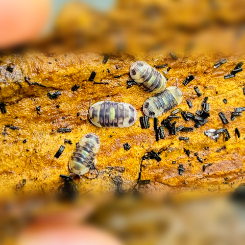 Cubaris sp. “Firefly” Isopod