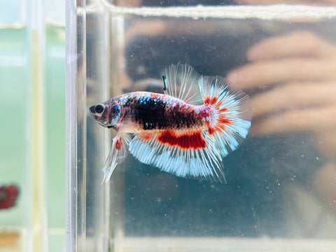 Snowflake Koi (Male)