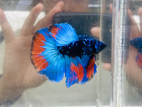BlackStar Avatar Halfmoon (Male)