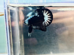 Black Samurai (Male)