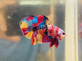 Galaxy Multicolour (Male)