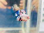 Pink-Blue Marble Junior (Male)