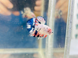 Pink-Blue Marble Junior (Male)