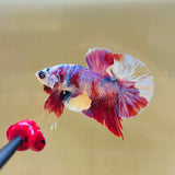 Cyborg | Purple Candy (Male)