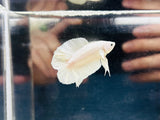 Platinum White Doubletail Plakat Junior DTPK (Male)
