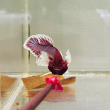 Lavender Dumbo Junior (Male)